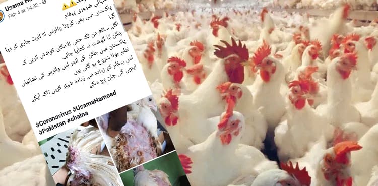 Was coronavirus found in chickens in Pakistan?