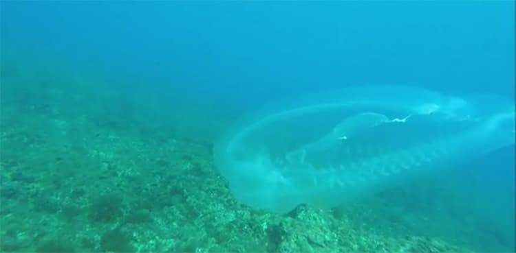 WATCH: Is it a ghost fish captured on camera underwater?