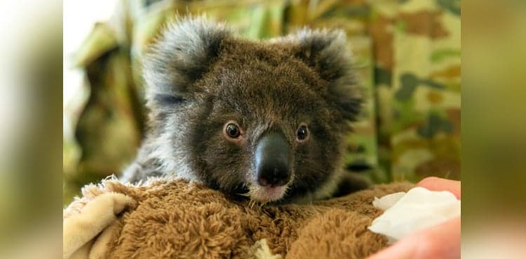Dozens of koalas dead after logging at Australian plantation
