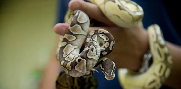 Woman calls police after discovering snake in her car