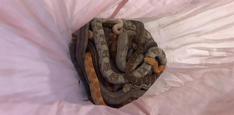 29 snakes found from pillowcases     