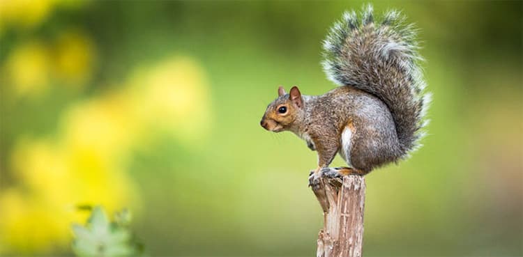 Squirrel 'responsible' for power outage