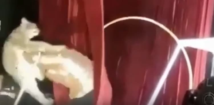 WATCH: Wild cat attacks trainer during circus