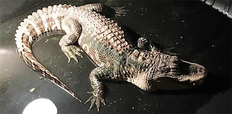 Pet alligator living in basement for 25 years removed in police action