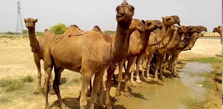 Mystery disease outbreak claims several camels' life in Cholistan