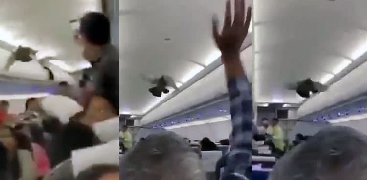 WATCH: Passengers try, fail to grab pigeons who got inside an airplane in India