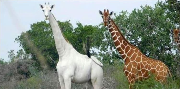 Rare white giraffes killed by poachers in Kenya