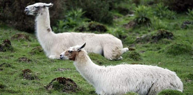 New study reveals llama blood contains antibodies for combating coronavirus
