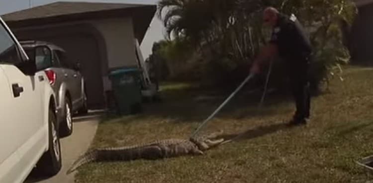 Police officer catches large alligator from underneath a car