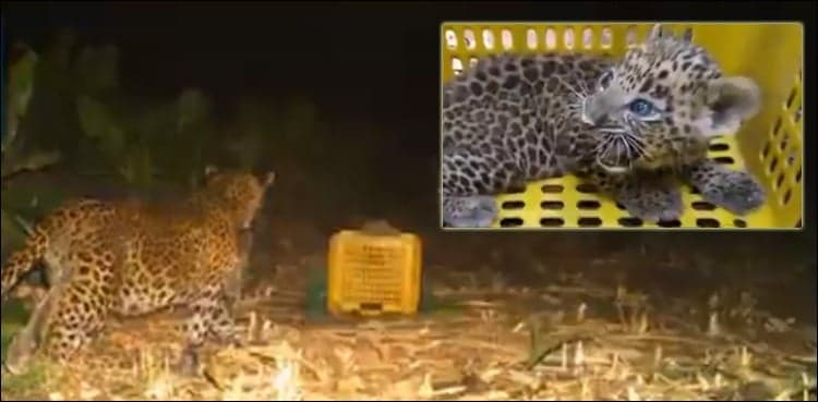 Heartwarming video shows lost leopard cub being reunited with mother