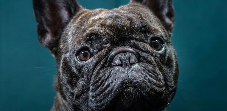 Woman attacked, killed by pet dog inside home