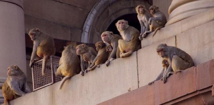 Monkeys steal blood samples of Covid-19 patients from lab technician in India