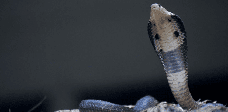 Husband kills wife with cobra in second attempt