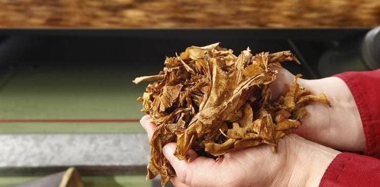 Potential COVID-19 vaccine using tobacco leaves ready