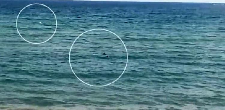WATCH: Paralympic swimmer chased by two ocean sharks