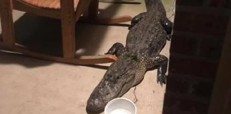 Police catch wild alligator hiding beside a house's patio