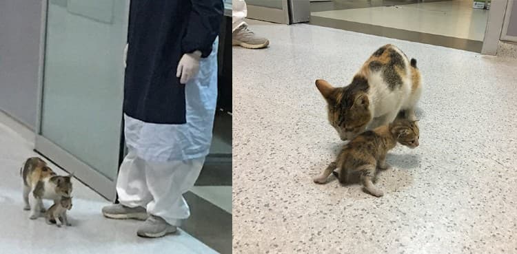 Cat brings her ill kitten to hospital, doctors rush to help feline