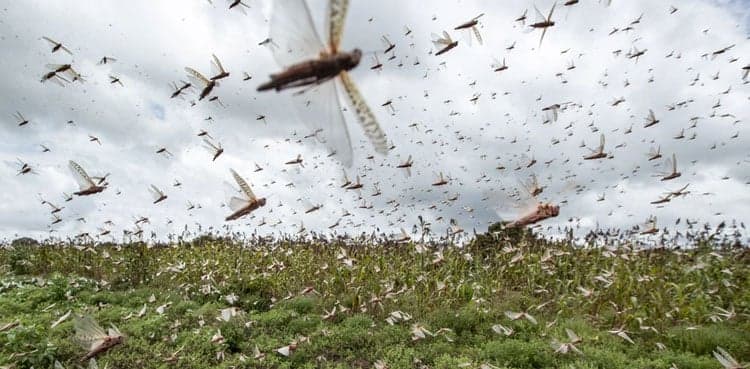 2.4 million acres of land sprayed for locust eradication: NLCC