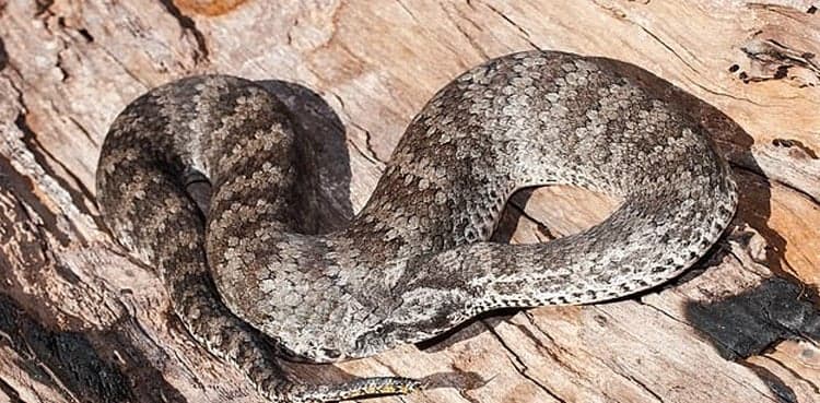 Man incredibly survives after being bitten by killer poisonous snake