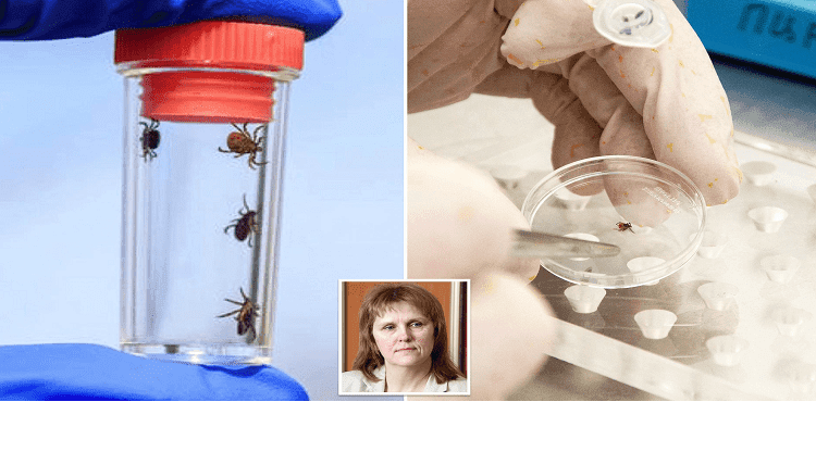 Invasion of mutant blood-sucking ticks hits Russia, with hospitals running out of vaccines