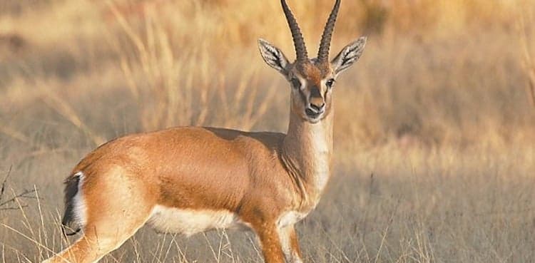 Seven rare deer die at Bahawalpur zoo