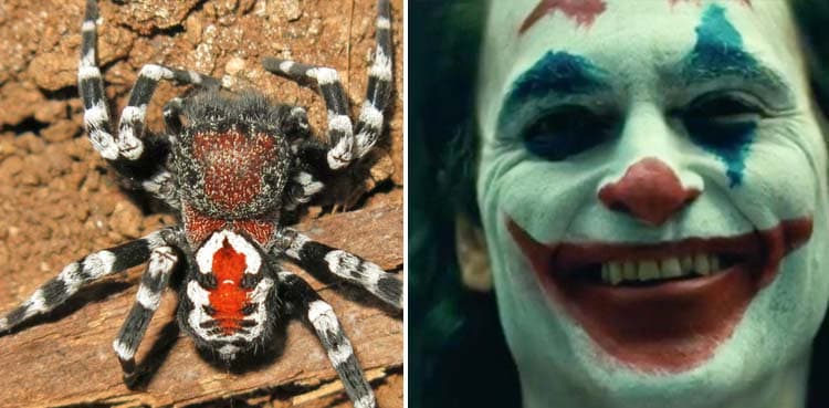 New spider species is named after Joaquin Phoenix's character in 'Joker'