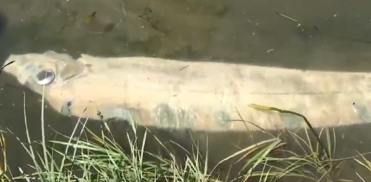 Huge sea salmon with mug sized eyes discovered in recreational creek