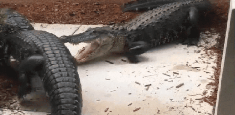 Knocking on Florida couple's door was two alligators fighting