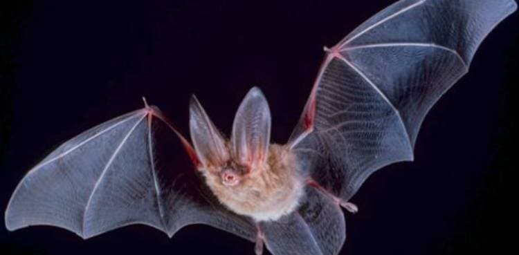 WHO says COVID likely passed from bats to humans