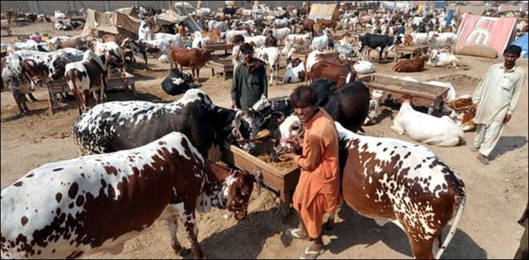 Punjab govt decides banning cattle markets in urban areas