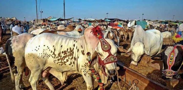 Sacrificial animal markets to be set up in all major cities: govt readies proposals