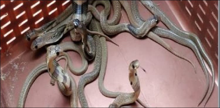 40 snakes emerge from air conditioner in farmer’s house