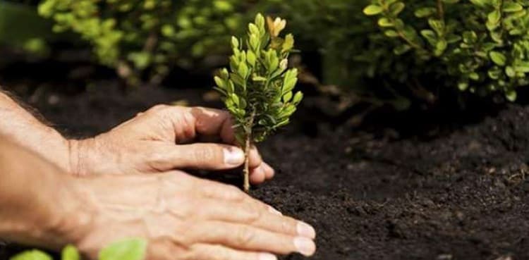 CAA to plant 12,000 saplings at Islamabad airport