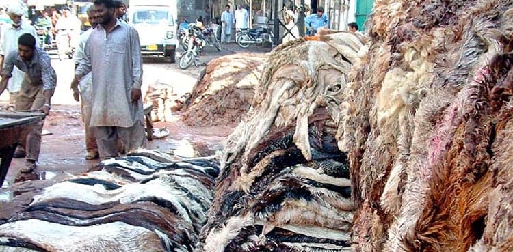 Eidul Adha 2026: Sindh issues code of conduct for hides collection