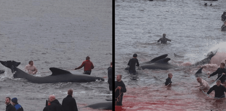 Sea turns red with blood in Faroe Islands as dozens of whales and dolphins are slaughtered