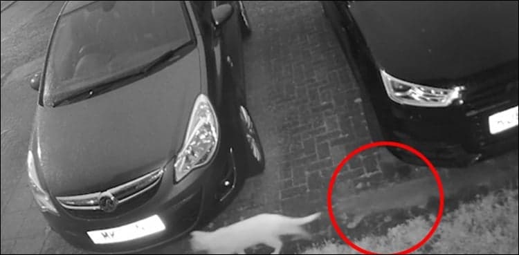Video of ghost following a cat goes viral