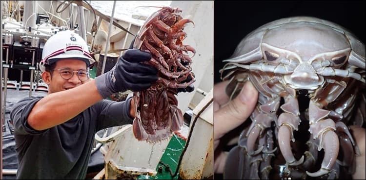 Giant cockroach discovered from Indian ocean