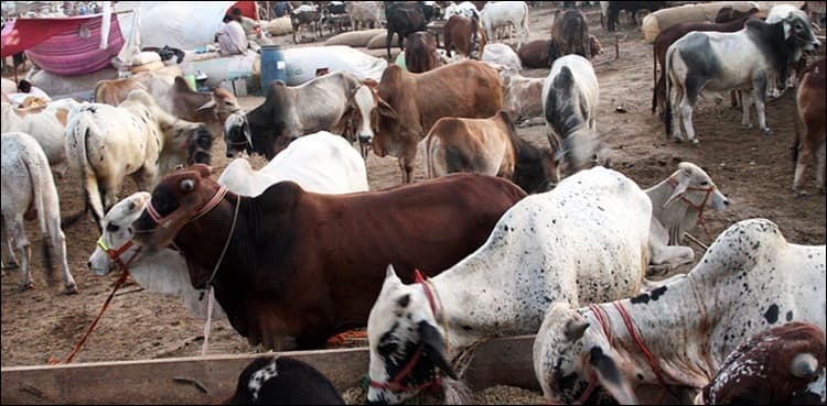Cattle market will operate till 7pm in Karachi   