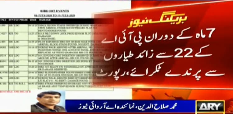 Over 22 bird-hit incidents reported in seven months: PIA  