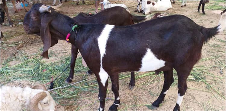 Sindh govt releases list of designated areas to slaughter sacrificial animals