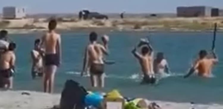 Tourists beat seal unconscious just to take pictures with it