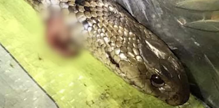 Man kills deadly snake using knife while driving on highway