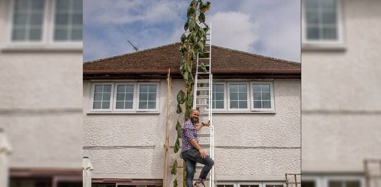 Man grows 20-foot sunflower to fulfill son's wish
