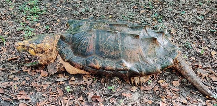 Video of newly-discovered monster-sized turtle goes viral