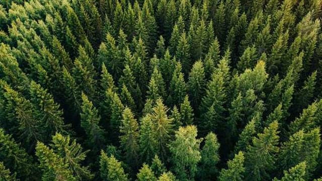 Pakistan to set world record of planting most saplings in a day: Amin Aslam