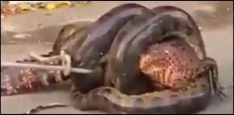 Anaconda tries to swallow alligator, terrifying video goes viral