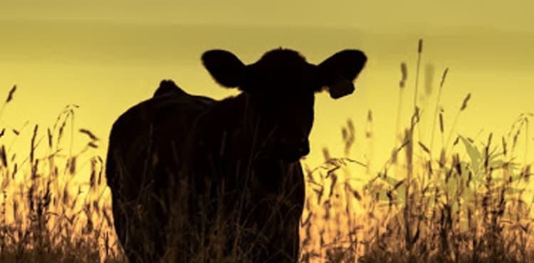 Mutant calf born with two heads in Indonesia