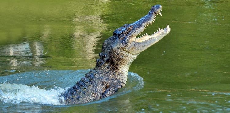 Teenager survives attack by 10-foot crocodile