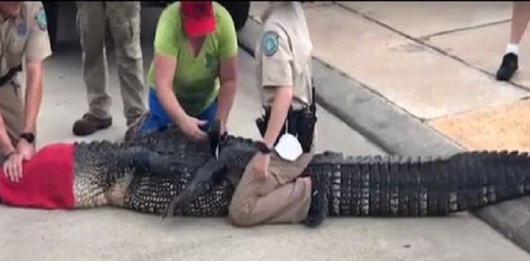 Texas father saves children, babysitter from 12-foot long alligator