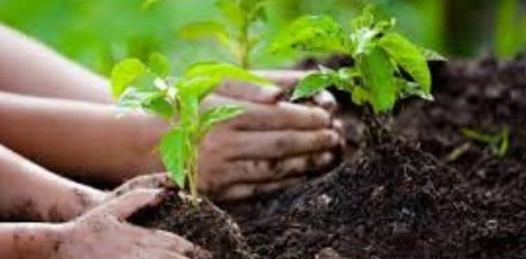 CAA to plant 3mn saplings at airports